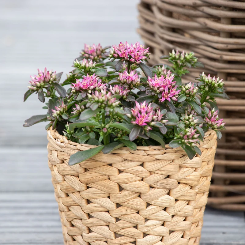 Fetthenne 'Spot On Deep Rose'