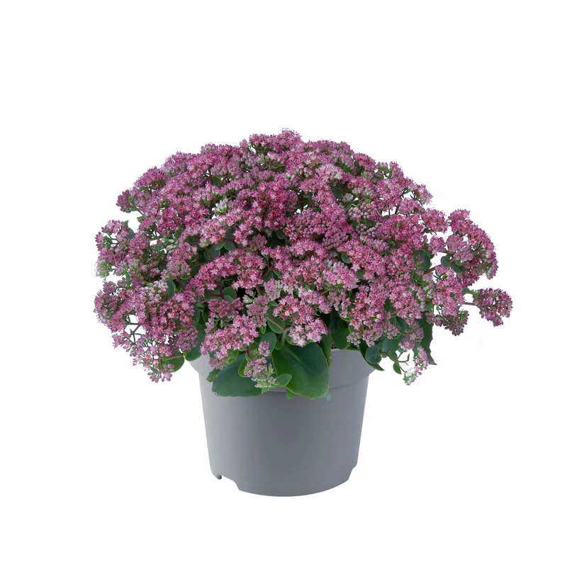 Pracht-Fetthenne 'Rose Charm'
