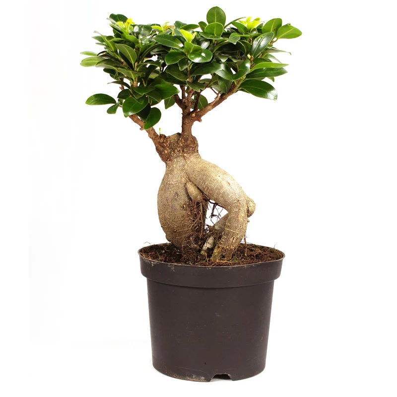 Ginseng-Bonsai