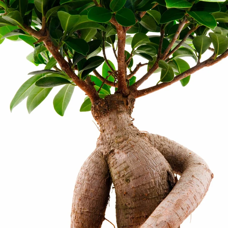 Ginseng-Bonsai