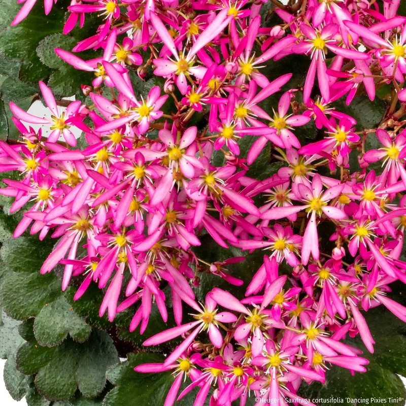 Steinbrech 'Dancing Pixies® Tini'