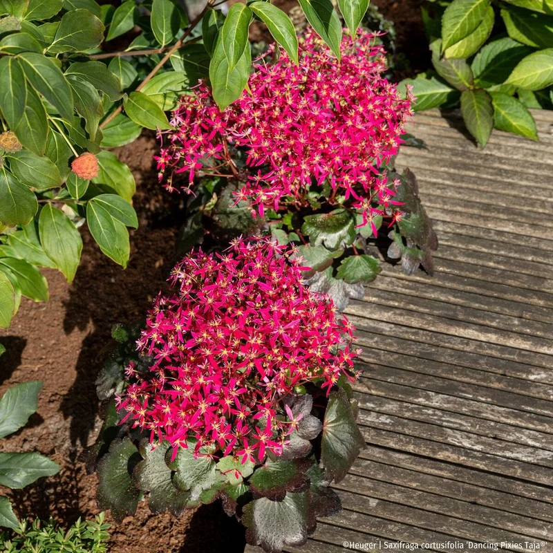 Steinbrech 'Dancing Pixies® Taja'