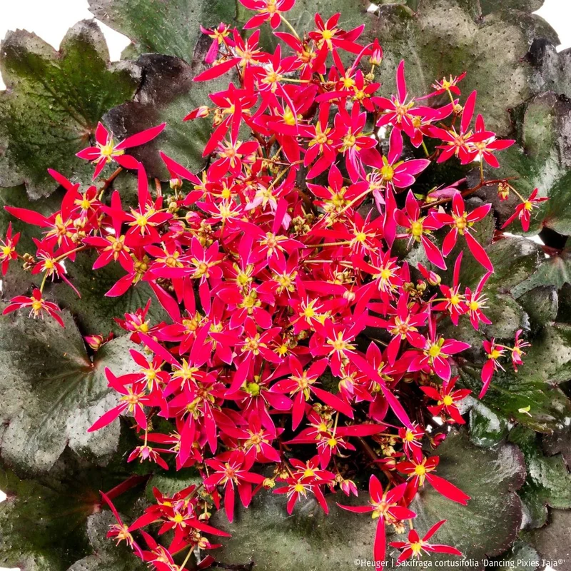 Steinbrech 'Dancing Pixies® Taja'
