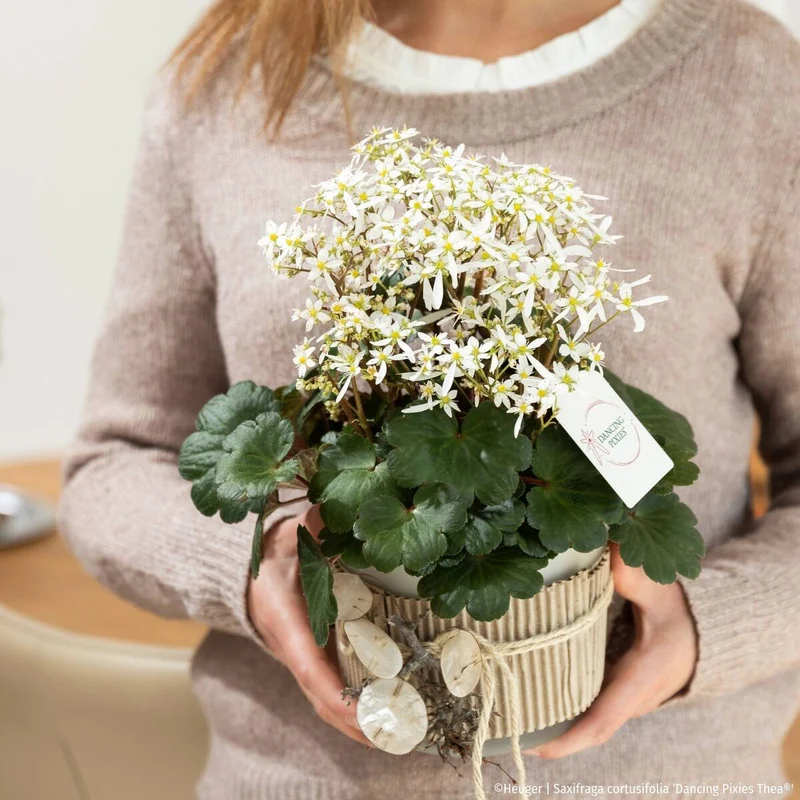 Steinbrech 'Dancing Pixies® Thea'
