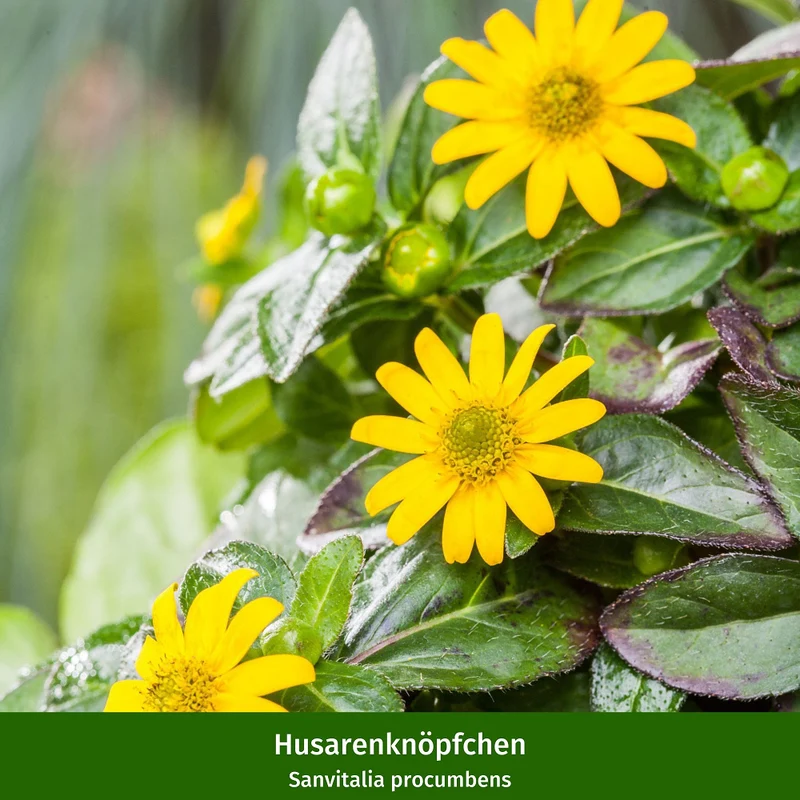 Balkonblumen "Blühfreudige Sonnenlieblinge"