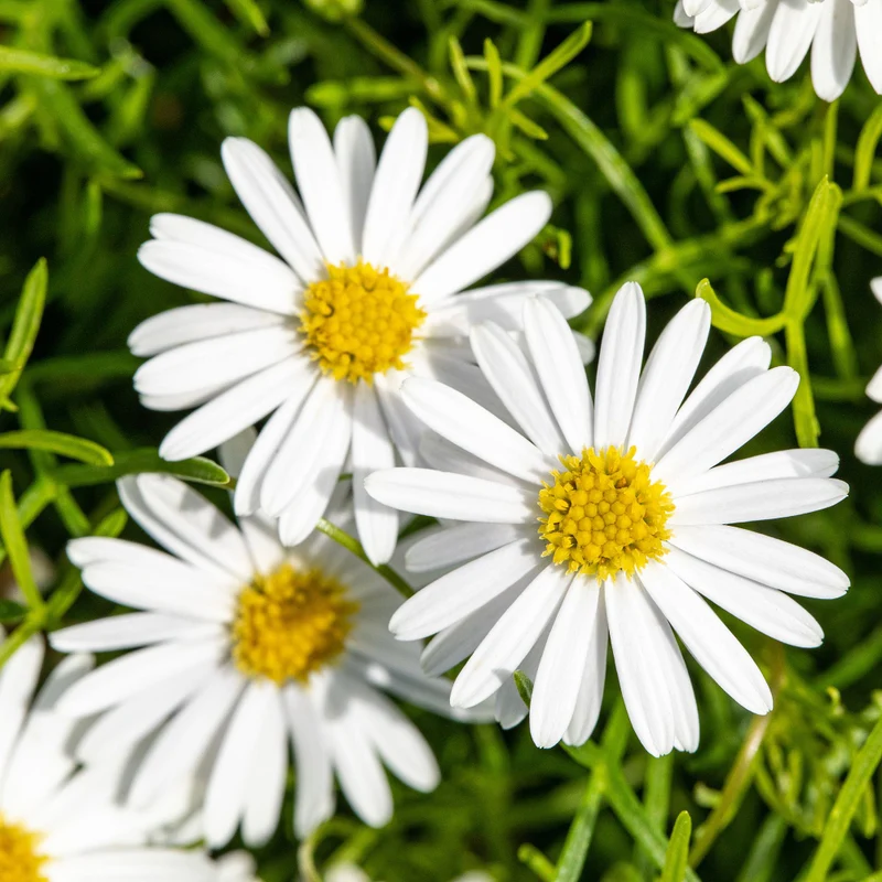 Australisches Gänseblümchen