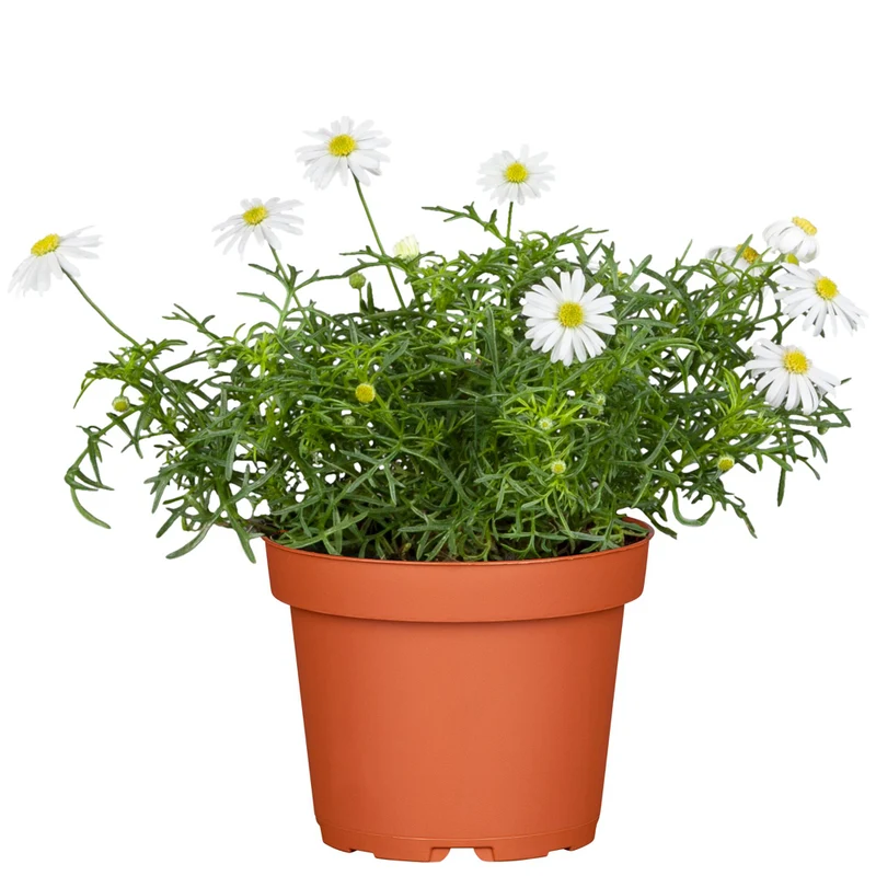 Australisches Gänseblümchen