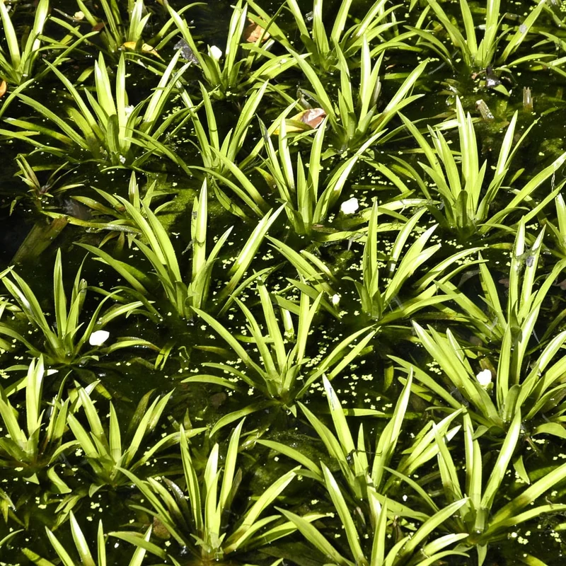 Wasseraloe/Krebsschere