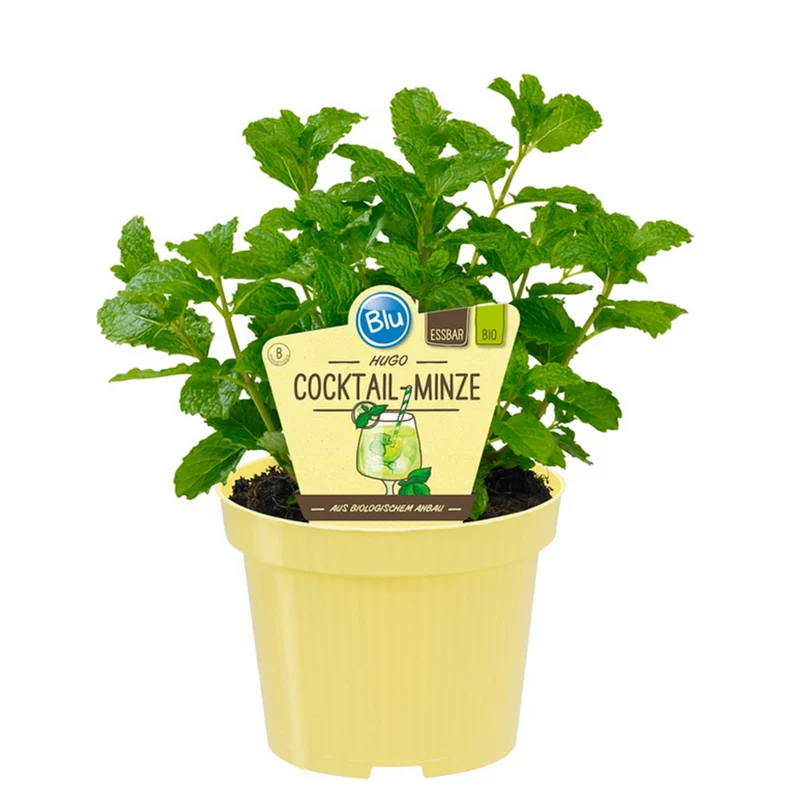 Bio Minze Hugo Cocktailminze