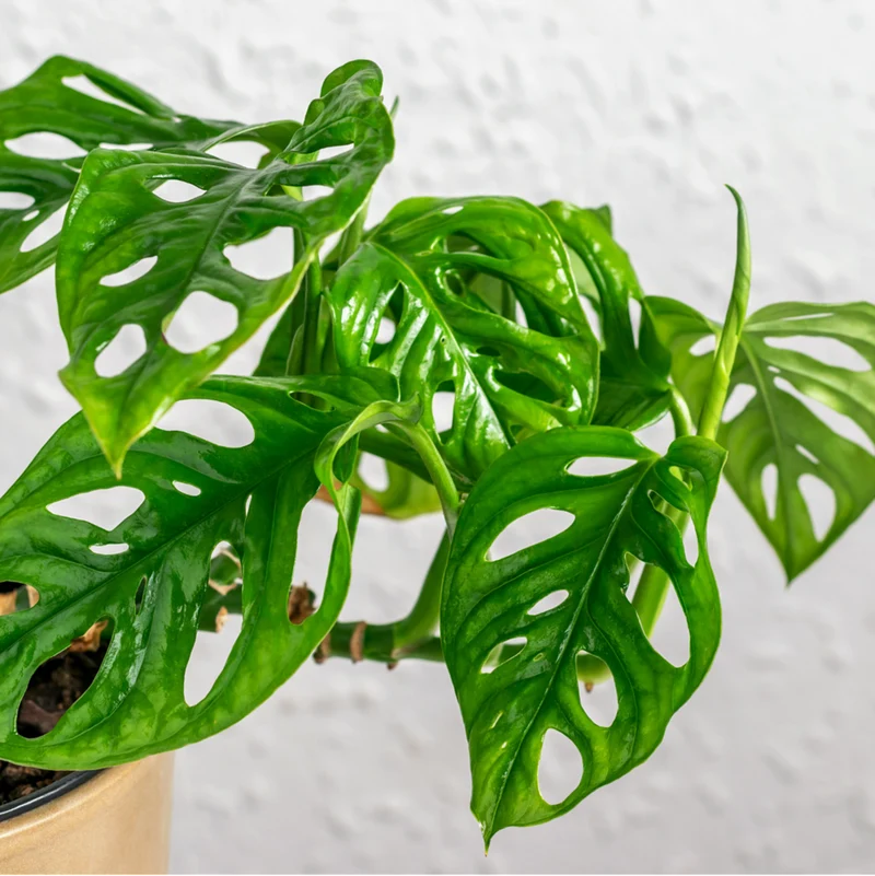 Fensterblatt 'Adansonii'