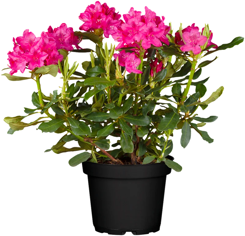 Rhododendron 'Nova Zembla'