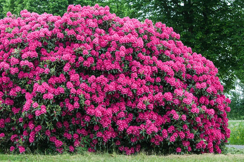 Rhododendron 'Nova Zembla'