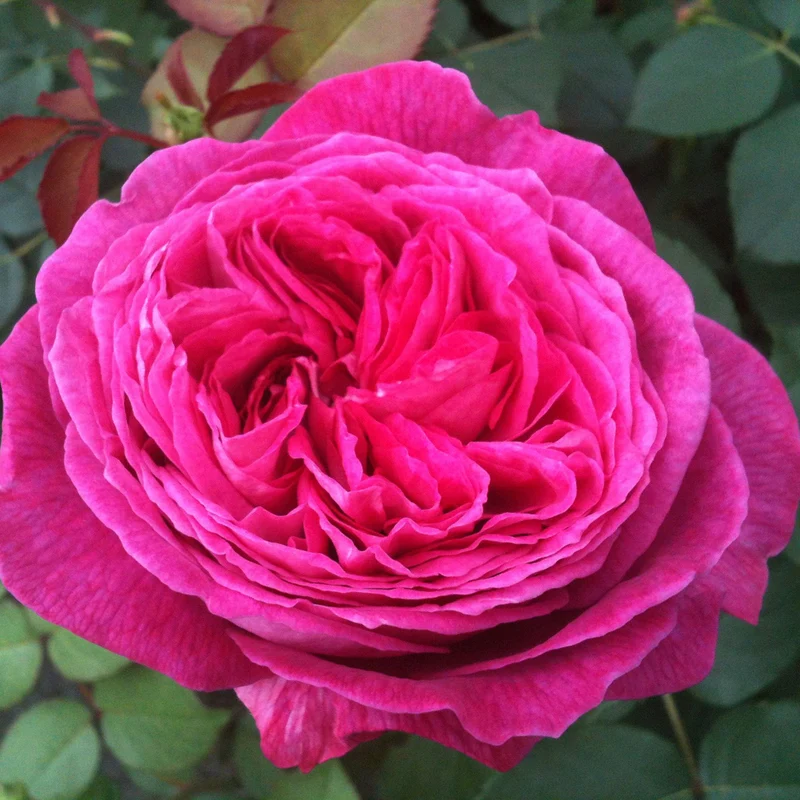 Parfuma® Beetrose 'Freifrau Caroline®'