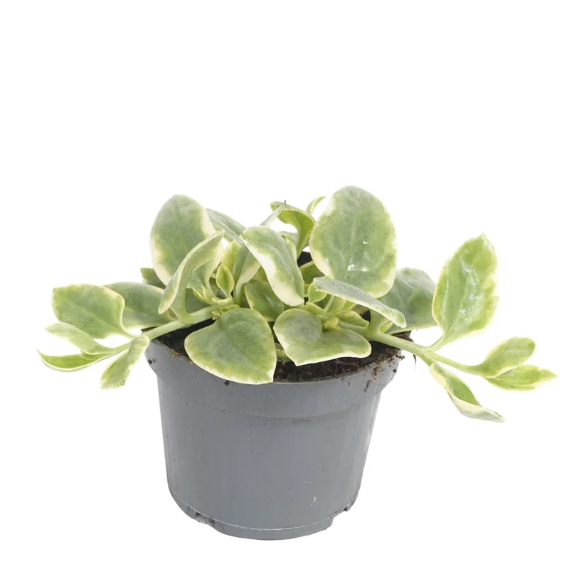 Eiskraut