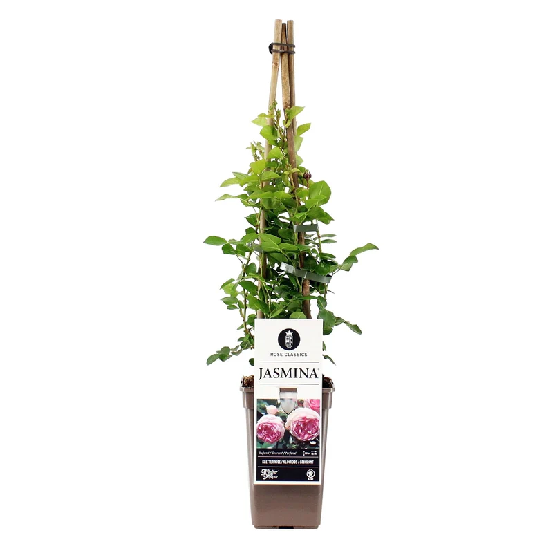 Kletterrose 'Jasmina®'