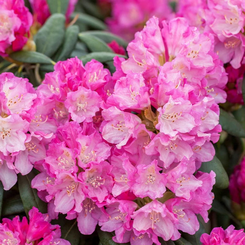 Rhododendron 'Blurettia'
