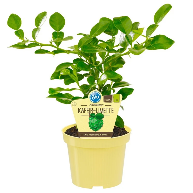 Bio Gewürz-Limette (Kaffir)