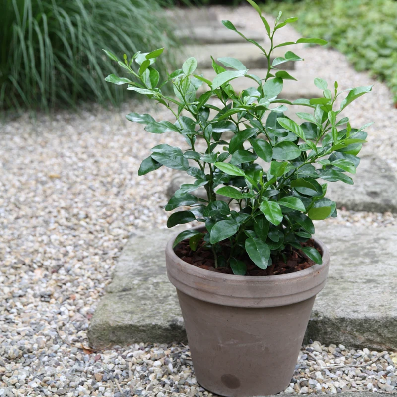 Bio Gewürz-Limette (Kaffir)