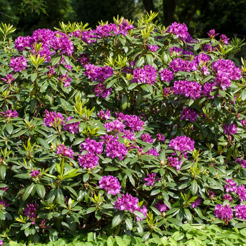 Rhododendron 'Rasputin'