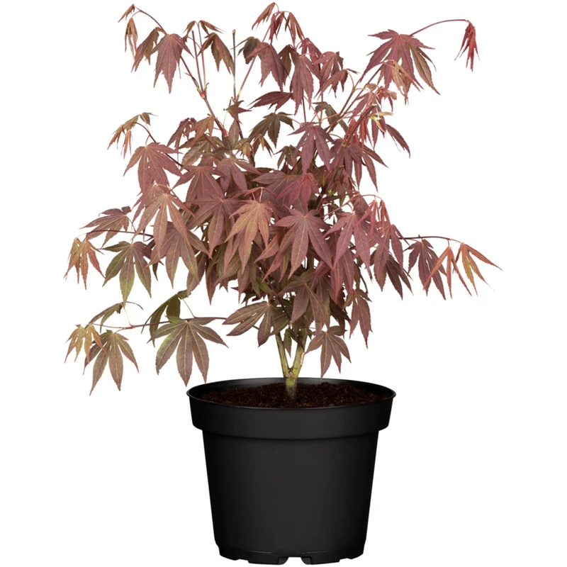 Fächerahorn 'Bloodgood'