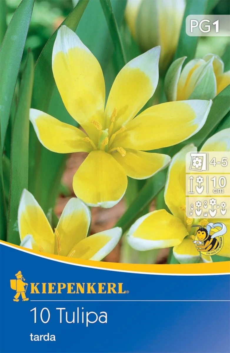 Kiepenkerl Wildtulpe 'Tarda'
