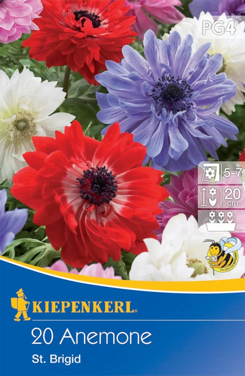 Kiepenkerl Kronen-Anemone 'St. Brigid Mischung'
