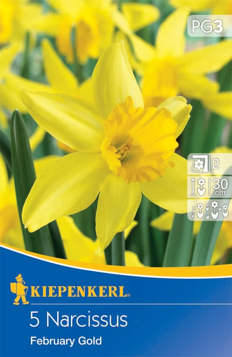 Kiepenkerl Narzisse 'February Gold'