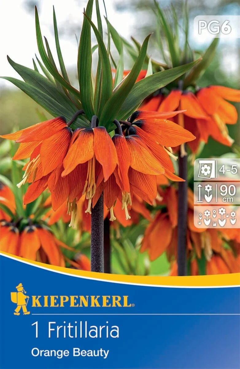 Kiepenkerl Kaiserkrone 'Orange Beauty'