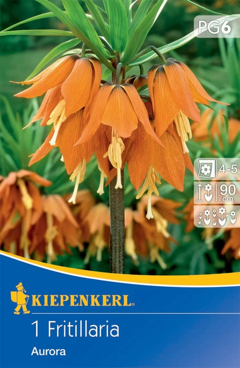 Kiepenkerl Kaiserkrone 'Aurora'