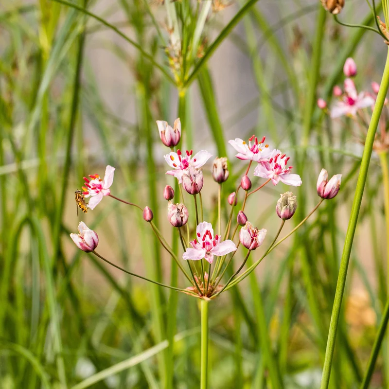 Blumenbinse