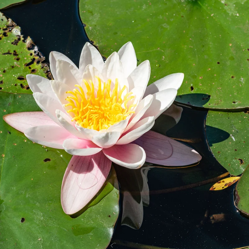 Seerose 'Rosennymphe'
