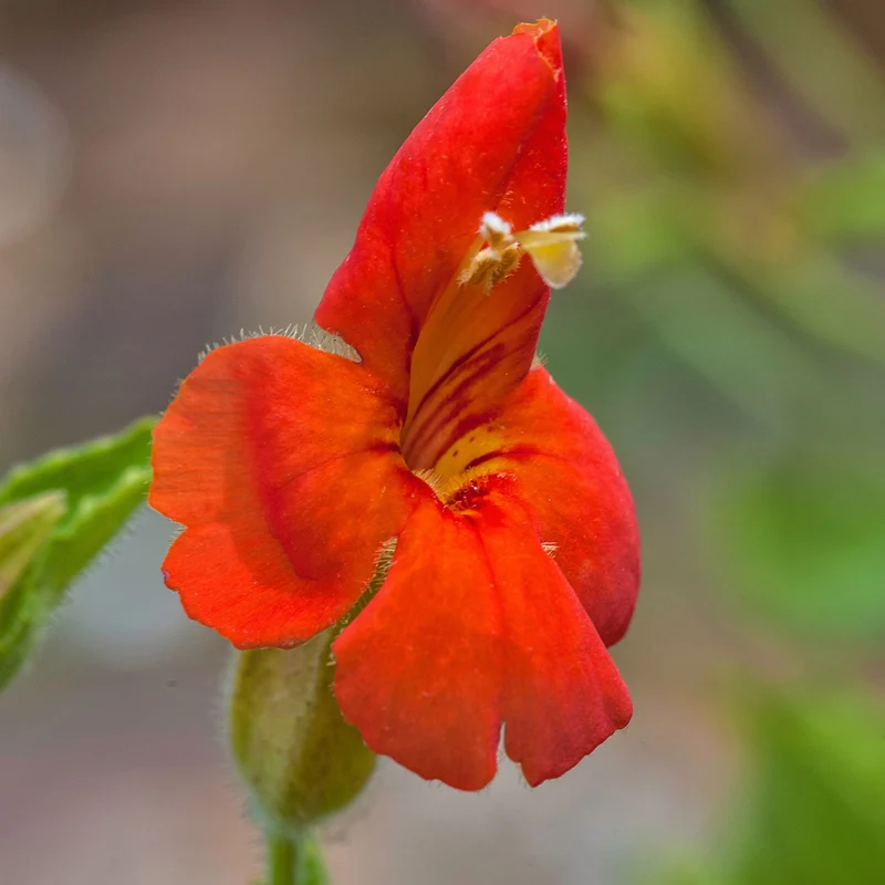 Gauklerblume