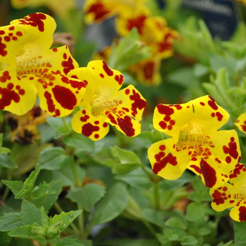 Gauklerblume