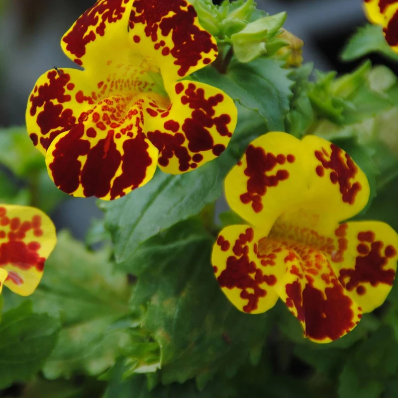 Gauklerblume