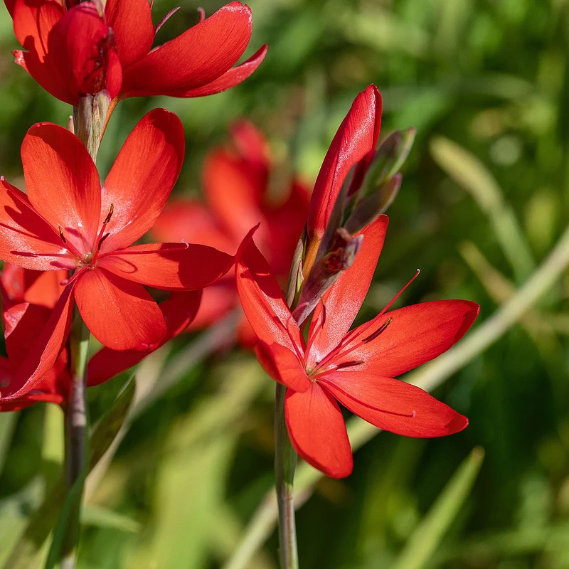 Sumpfspaltgriffel 'Major'