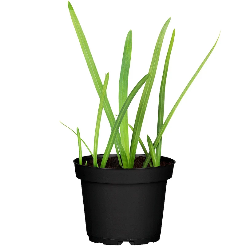 Sumpfspaltgriffel 'Major'