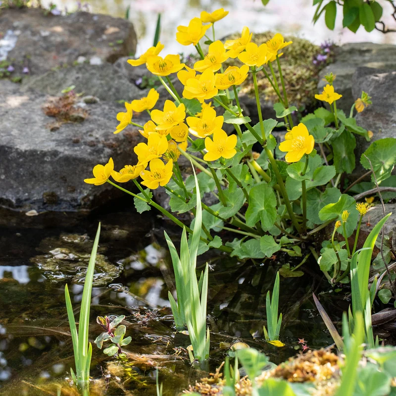 Sumpfdotterblume