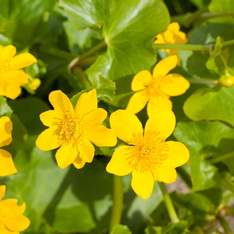 Sumpfdotterblume