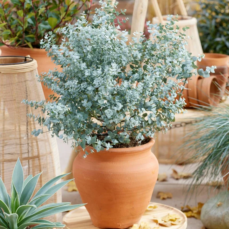 Eukalyptus 'Gunnii'