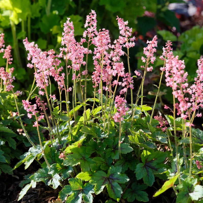 Schaumglöckchen 'Pink Revolution'