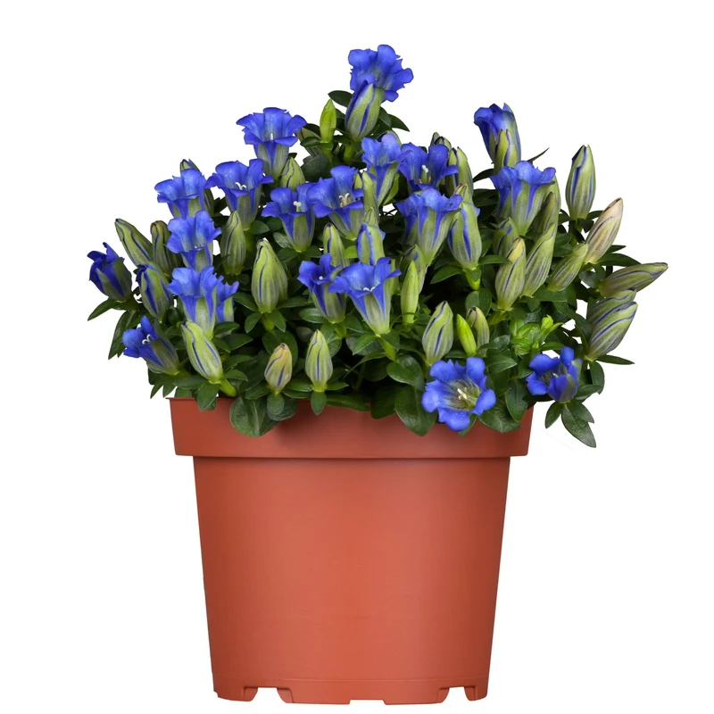Enzian 'Luis Easy Blue'