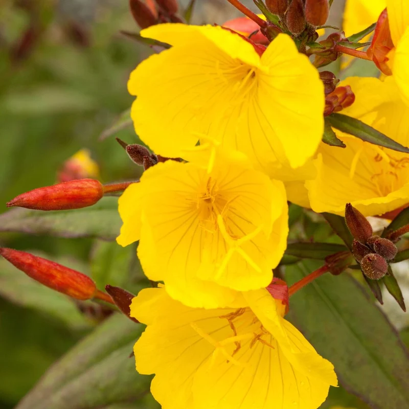 Nachtkerze 'African Sun'