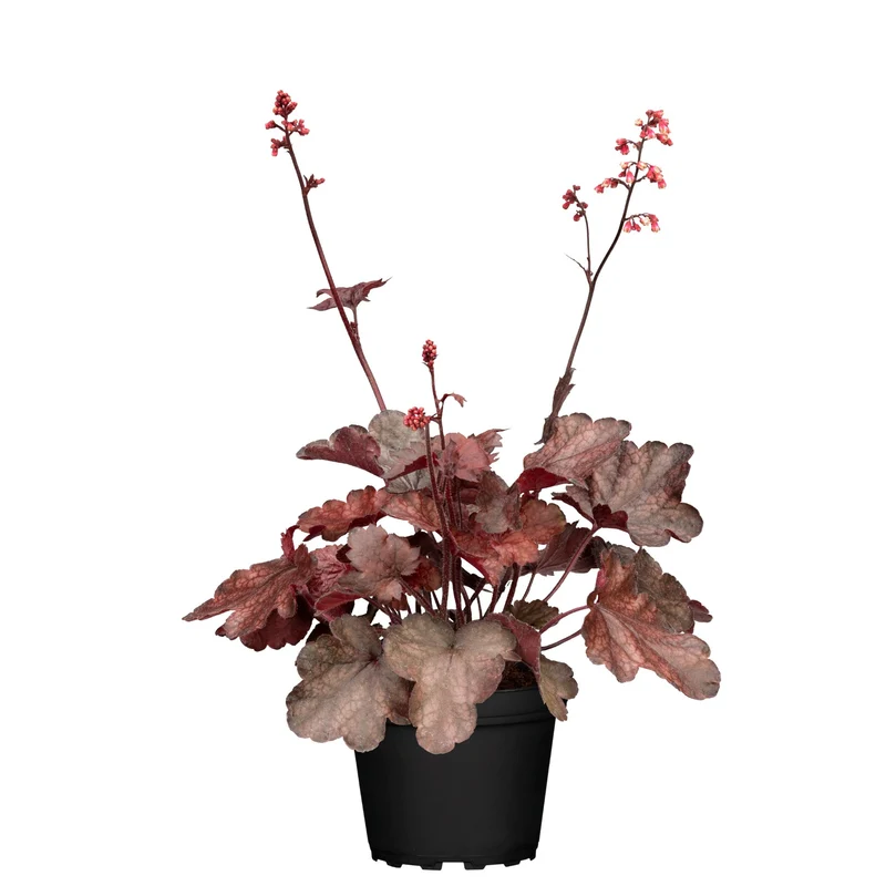 Purpurglöckchen 'Melting Fire'