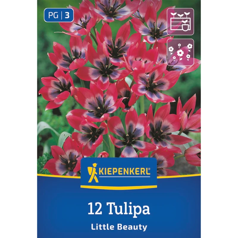 Kiepenkerl Wildtulpe 'Little Beauty'