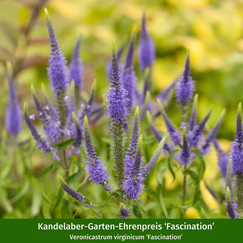 Staudenbeet "Bunter Sonnenanbeter"