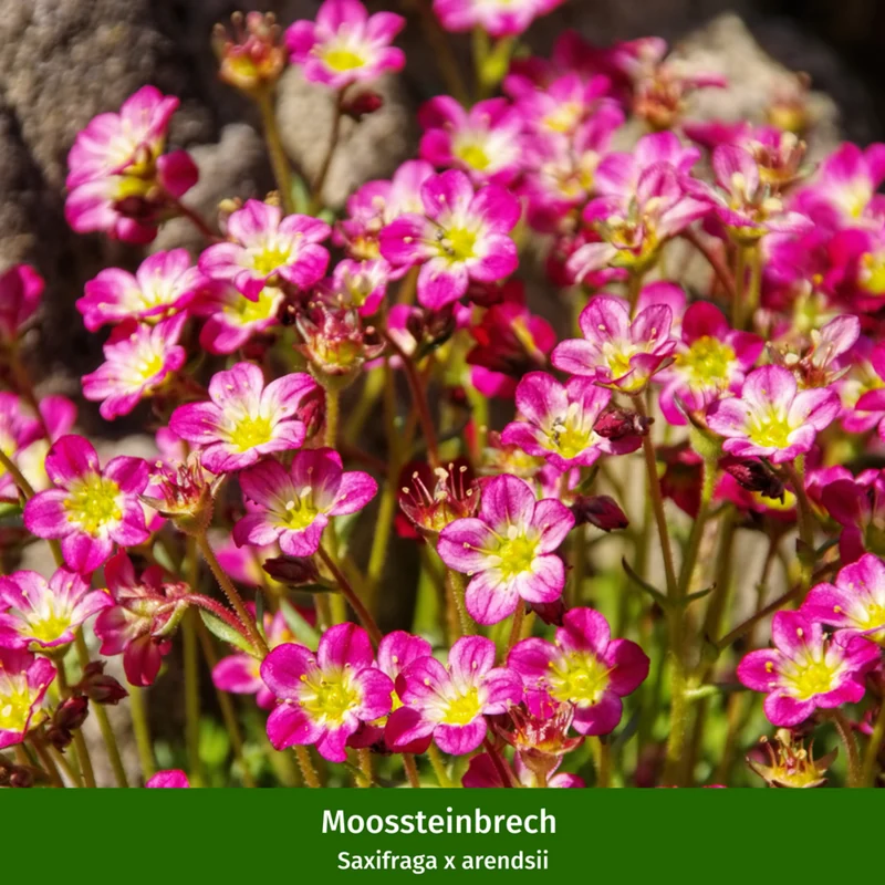 Staudenbeet "Bunter Sonnenanbeter"