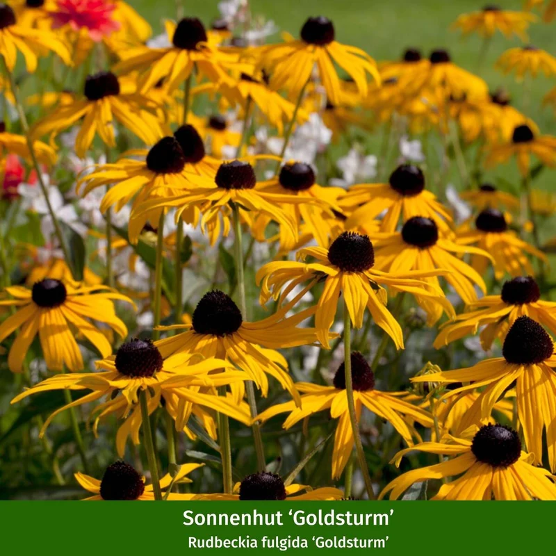 Staudenbeet "Bunter Sonnenanbeter"