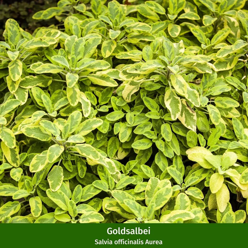 Gartenkräuter "Aromatische Gaumenfreude"