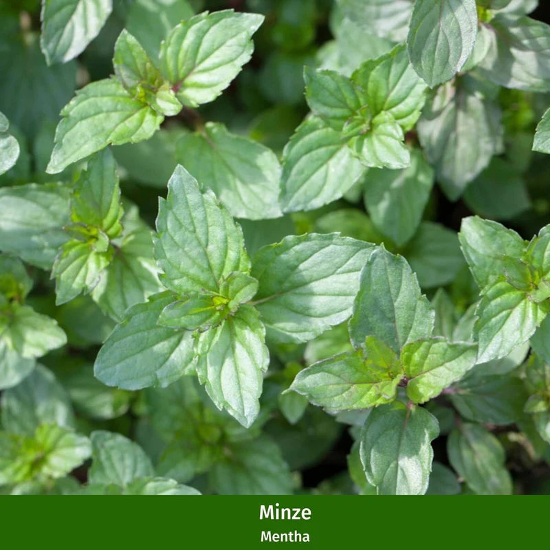 Gartenkräuter "Aromatische Gaumenfreude"
