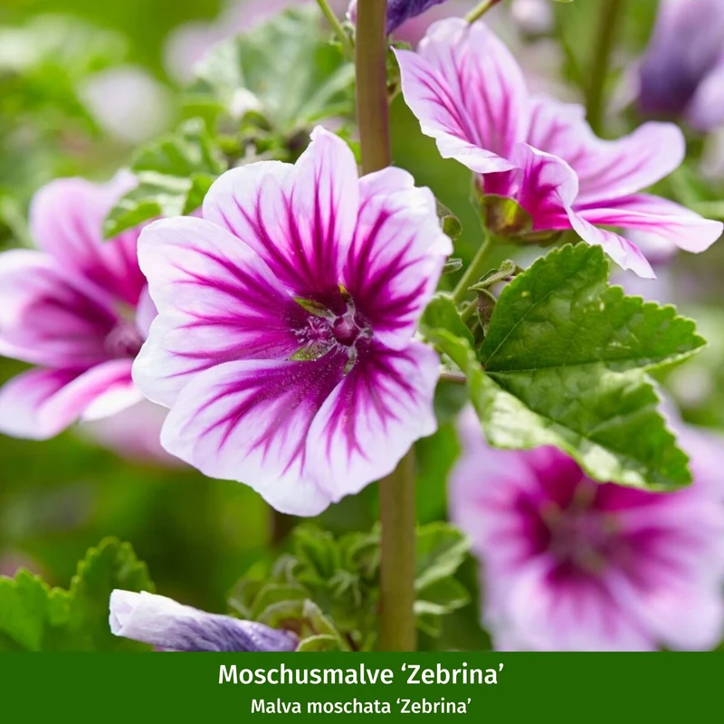 Staudenbeet "Romantischer Bauerngarten"